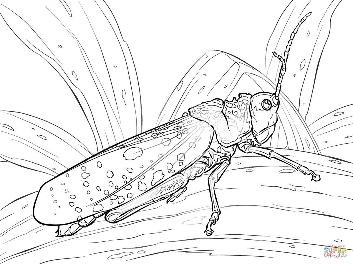 Northern spotted grasshopper coloring page free printable coloring pages