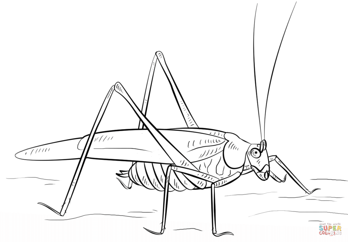 Grasshopper coloring page free printable coloring pages