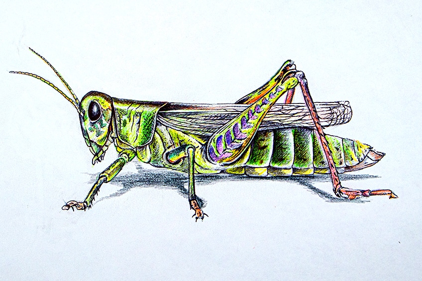 How to draw a grasshopper