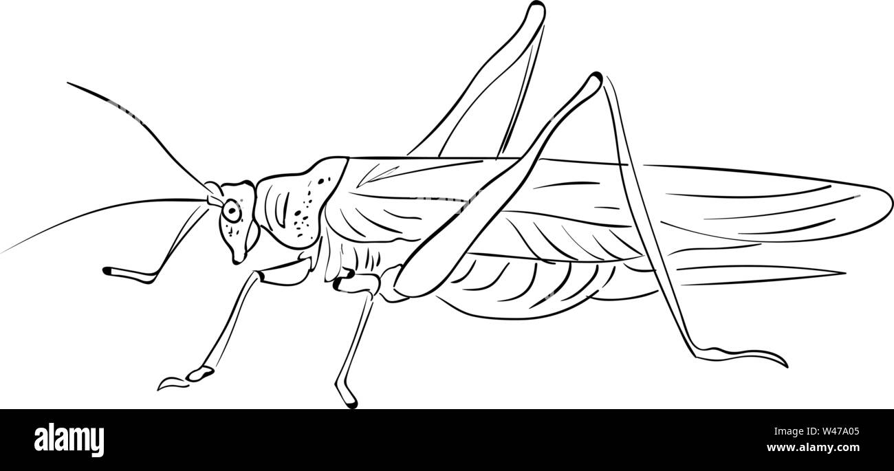 Grasshopper drawing cut out stock images pictures