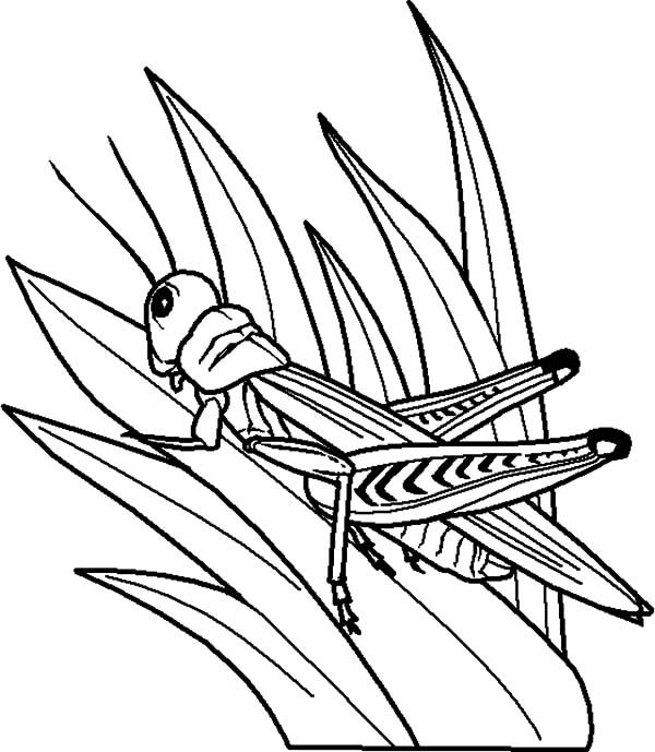Grasshopper perch on grass coloring pages bug coloring pages insect coloring pages coloring pages
