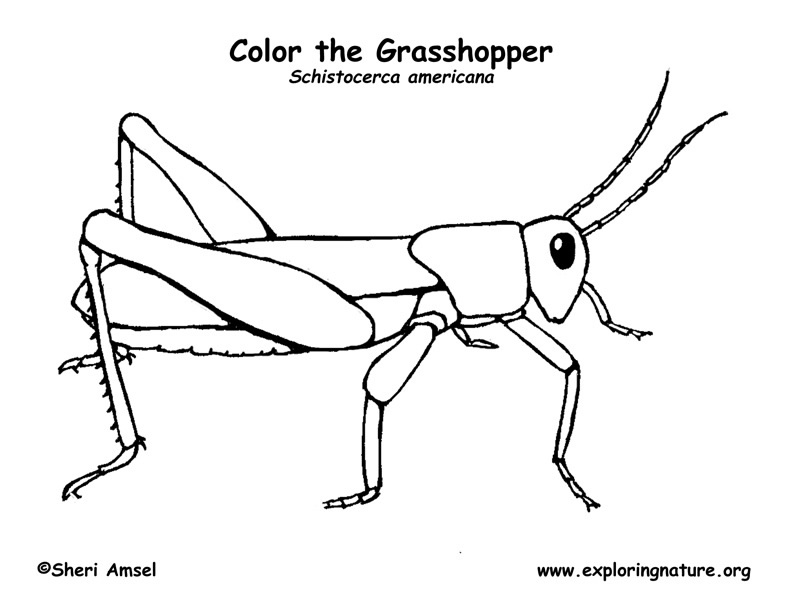 Grasshopper coloring page