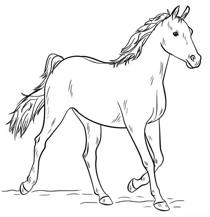 Grey arabian horse coloring page horse coloring pages horse coloring horse drawings