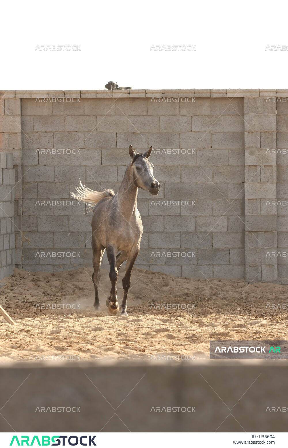 A picture of a purebred arabian horse in gray color breeding and training horses thoroughbred arabian horses horse stables horse farm