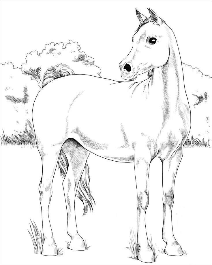 Arabian horse loring page loriage cheval loriage cheval ã imprimer pages ã lorier des animaux