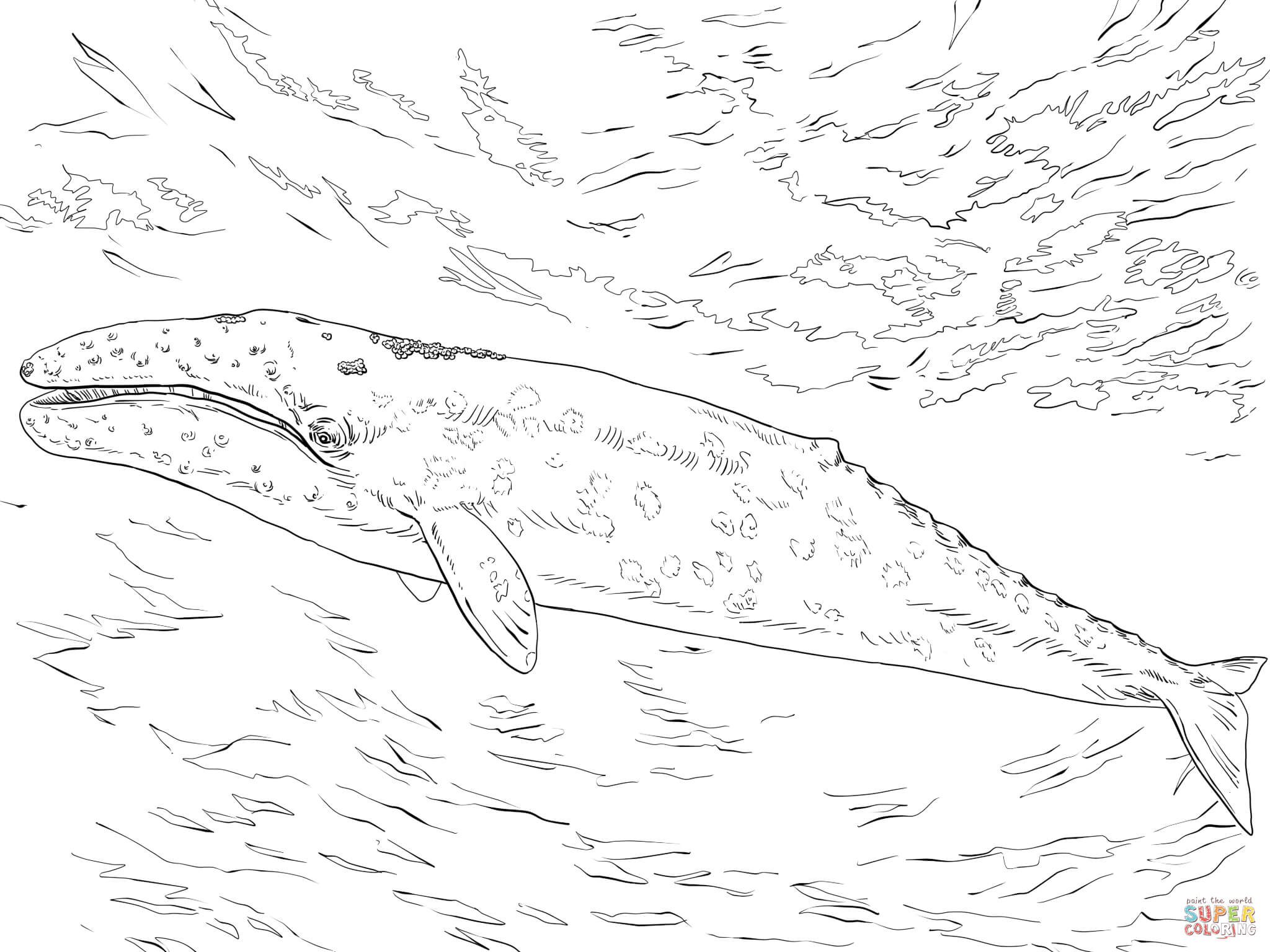 Gray whale coloring page free printable coloring pages