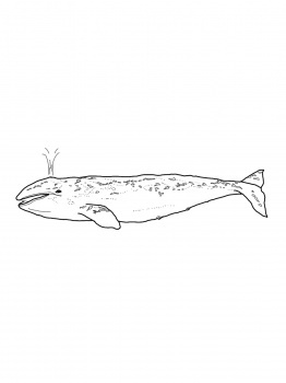 Grey whale whale coloring pages gray whale free printable coloring pages
