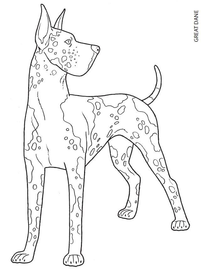 The great dane is a large german breed of dog known for its enormous body and great height extremelâ dog coloring page dog coloring book animal coloring pages
