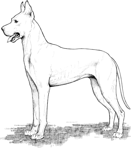 Great dane coloring page free printable coloring pages