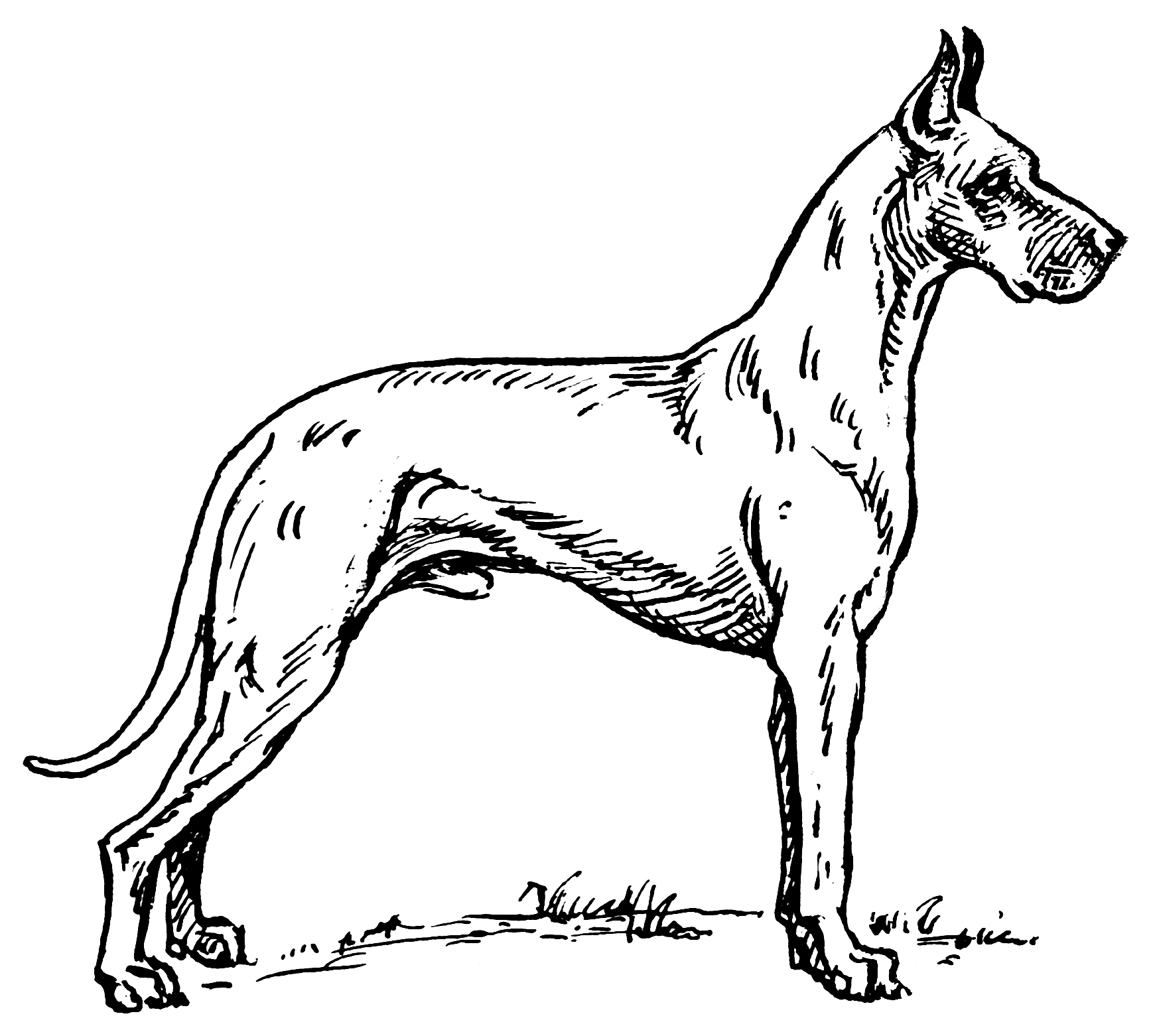 Great dane coloring pages