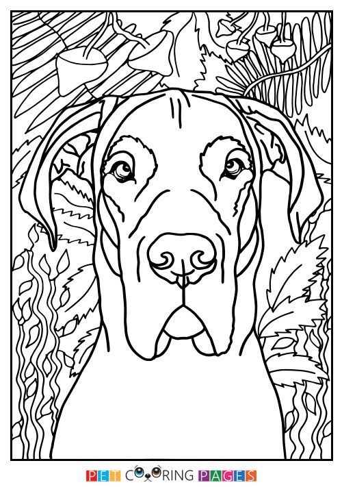 Great dane dane coloring pages
