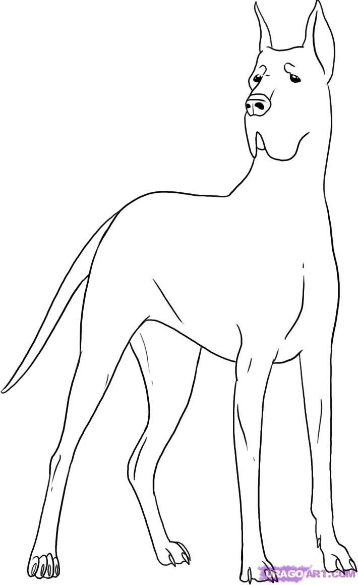 Dog great dane colouring pages page dog sketch great dane dog face drawing