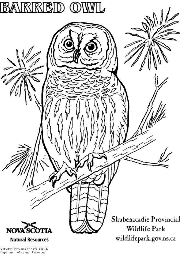 Coloring page barred owl