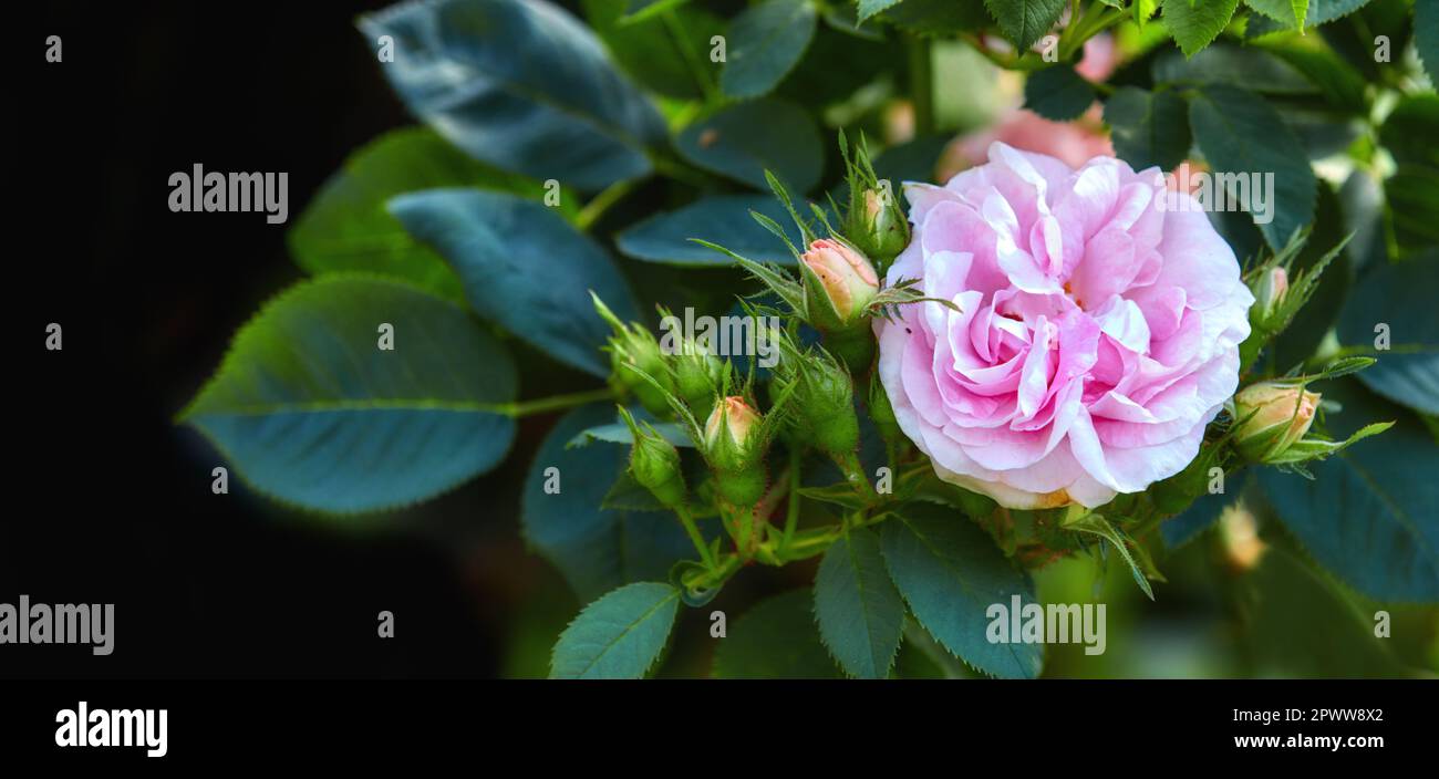 Great maidens blush rose hi