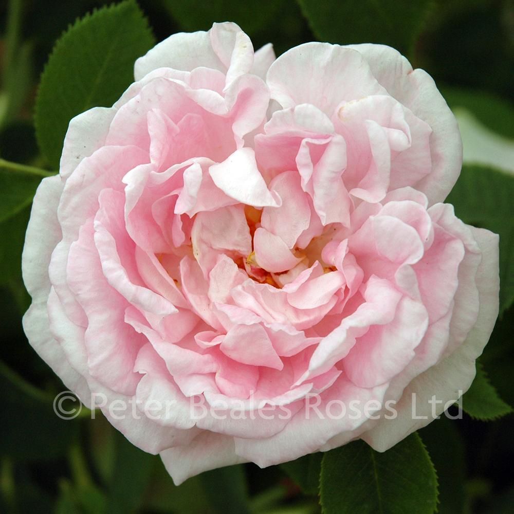 Maidens blush great shrub rose peter beales roses