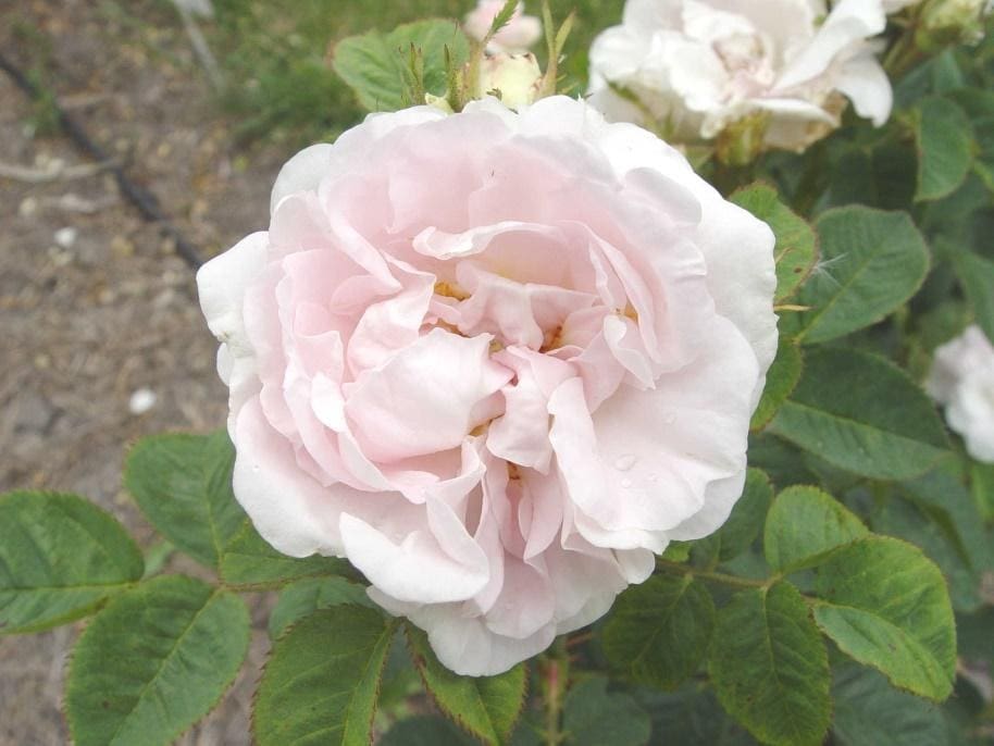 Great maidens blush ross roses