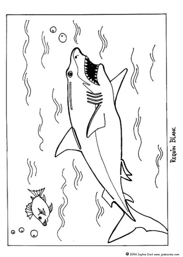 Shark coloring pages