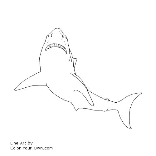 Great white shark coloring page