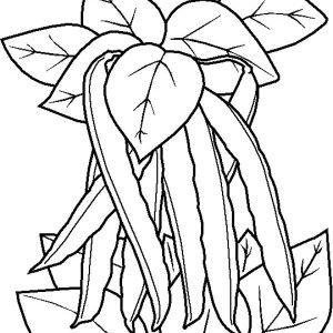 Vegetables coloring page a stalk of green bean sketch coloring page coloring pages vegetable coloring pages leaf coloring page