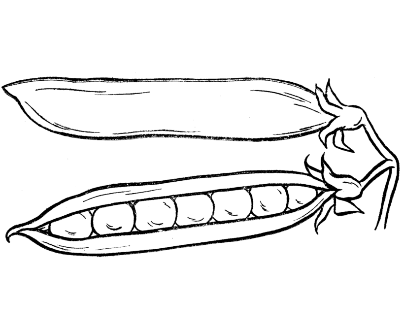 Coloring pages green pea coloring for kids