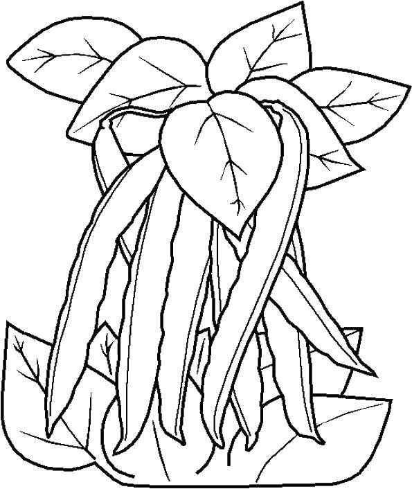Online coloring pages coloring page green beans vegetables download print coloring page