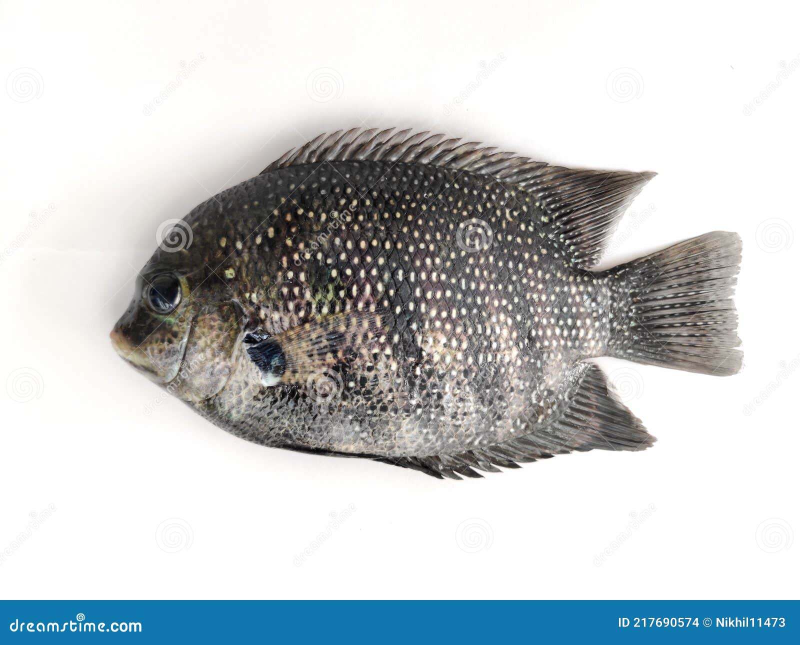 Green chromide cichlid stock photos