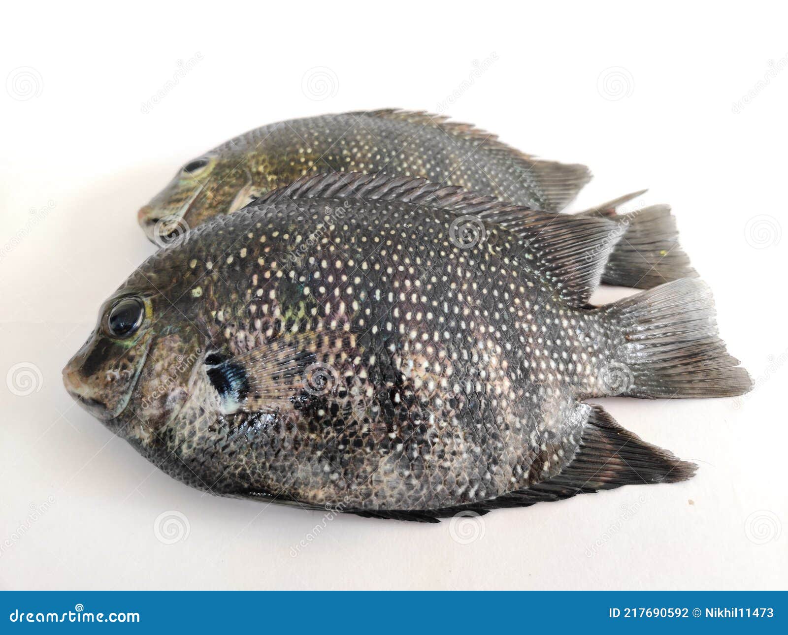 Green chromide cichlid stock photos