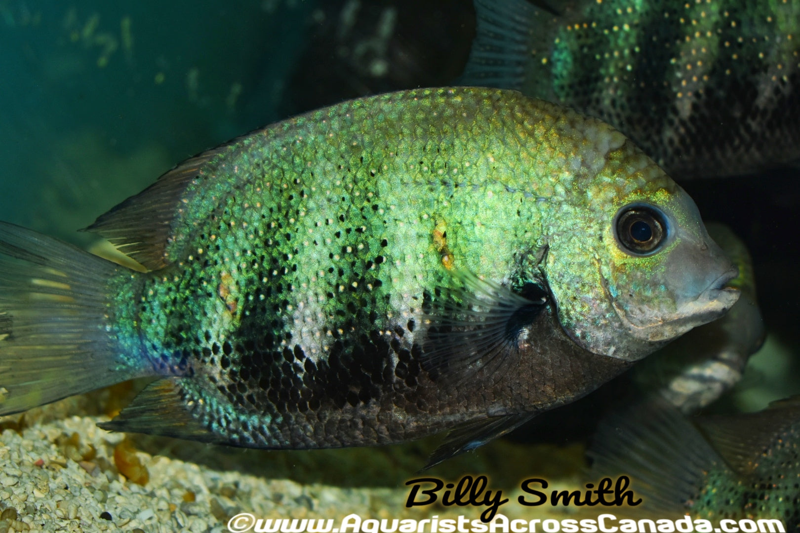 Green chromide etroplus suratensis â aquarists across canada