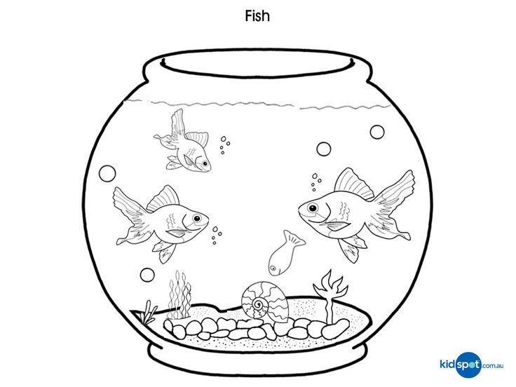 Pet fish