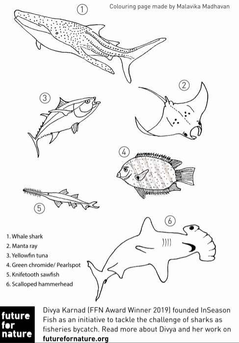 Ffn animal colouring pages