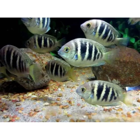 Green chromide cichlid rs
