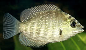 Etroplus suratensis