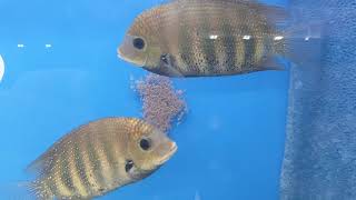 Green chromide etroplus suratensis