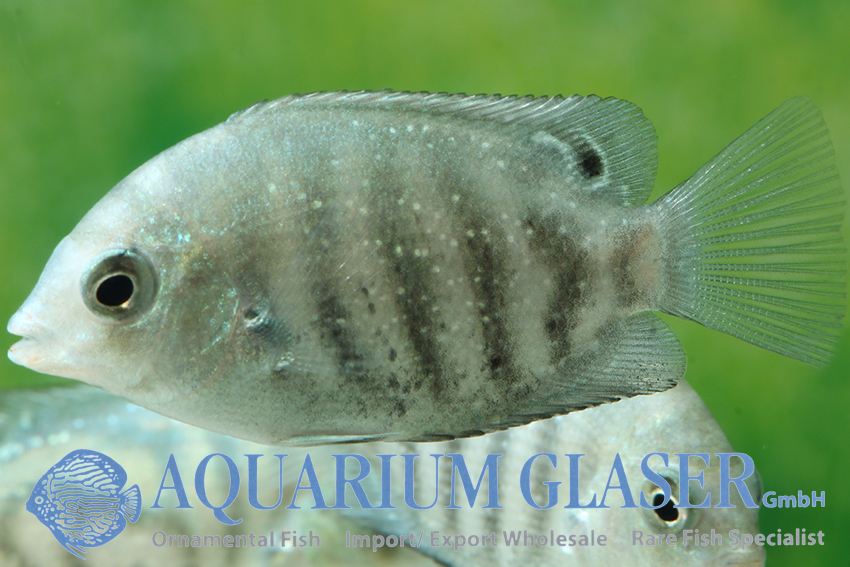 Suratensis