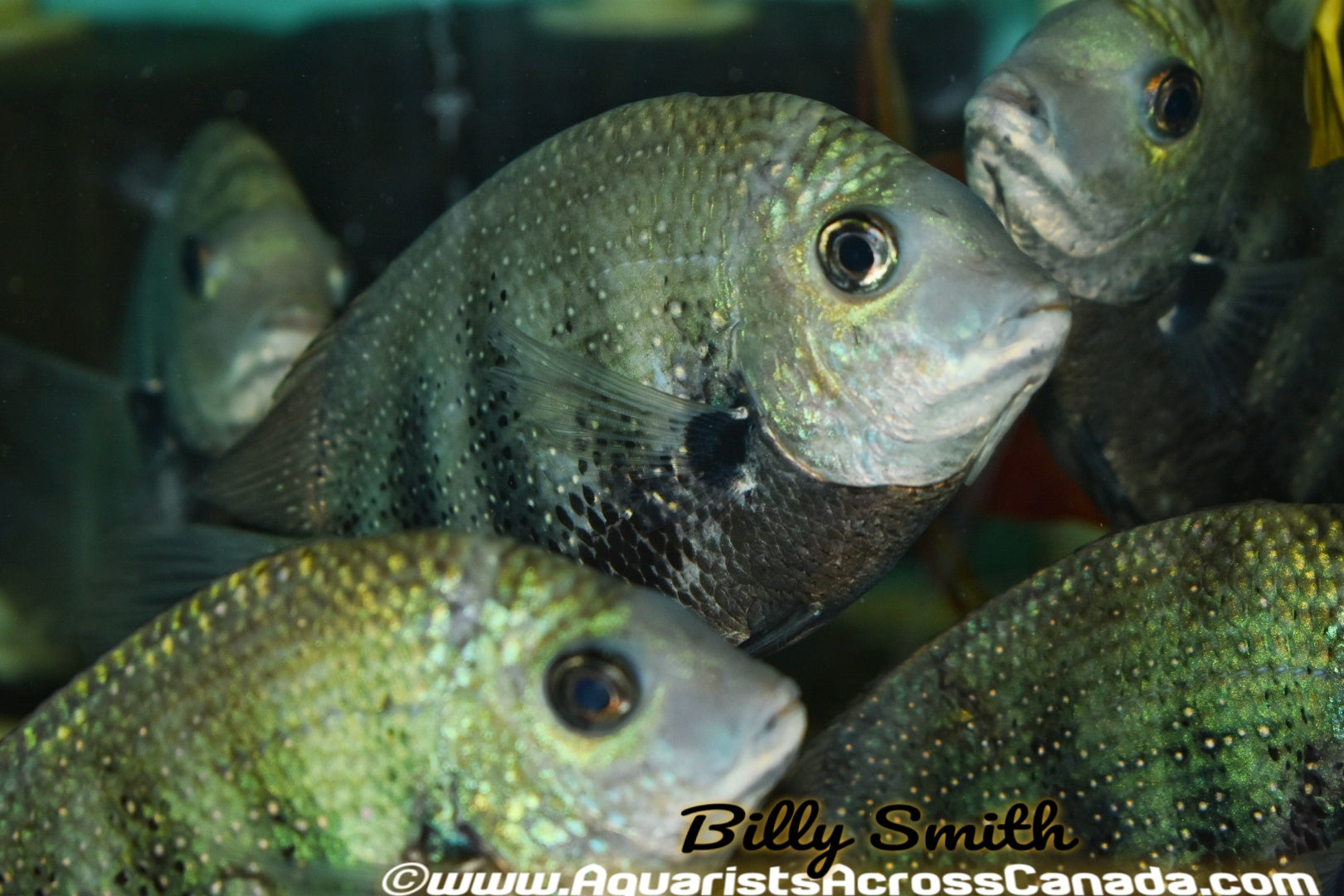 Green chromide etroplus suratensis â aquarists across canada