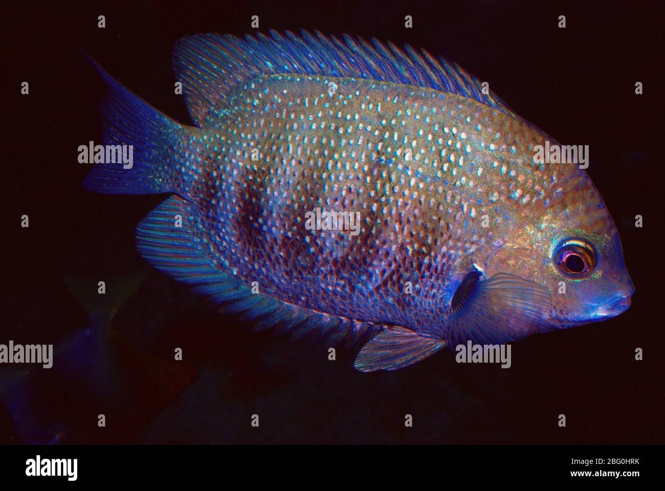 Etroplus suratensis hi