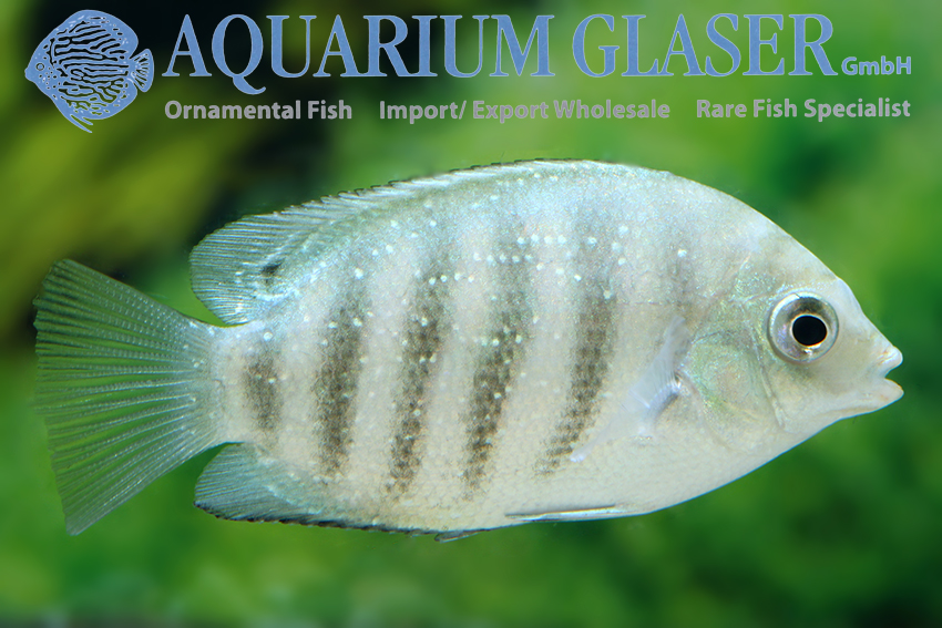 Suratensis