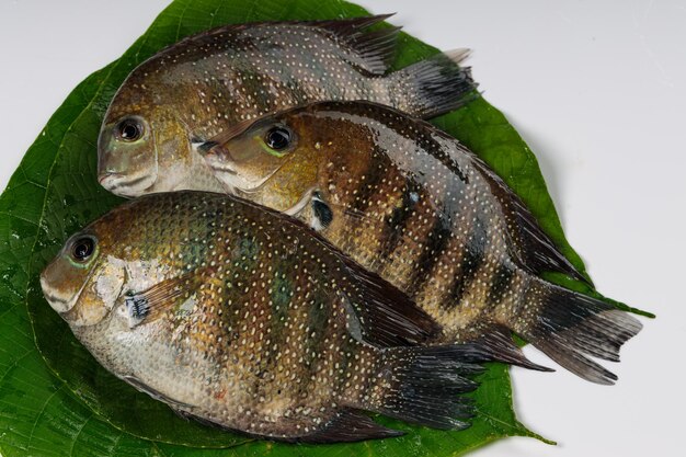 Premium photo fresh raw kari meenpearl spot fish arranged in macaranga peltata leaf or vattayila