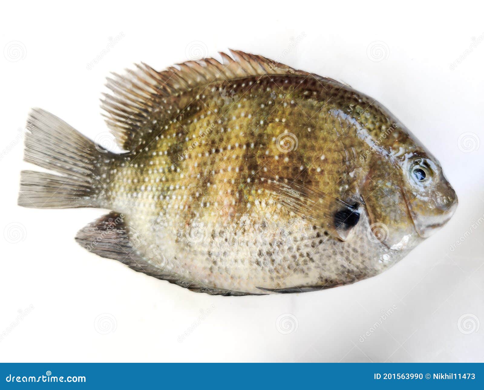 Green chromide cichlid stock photos