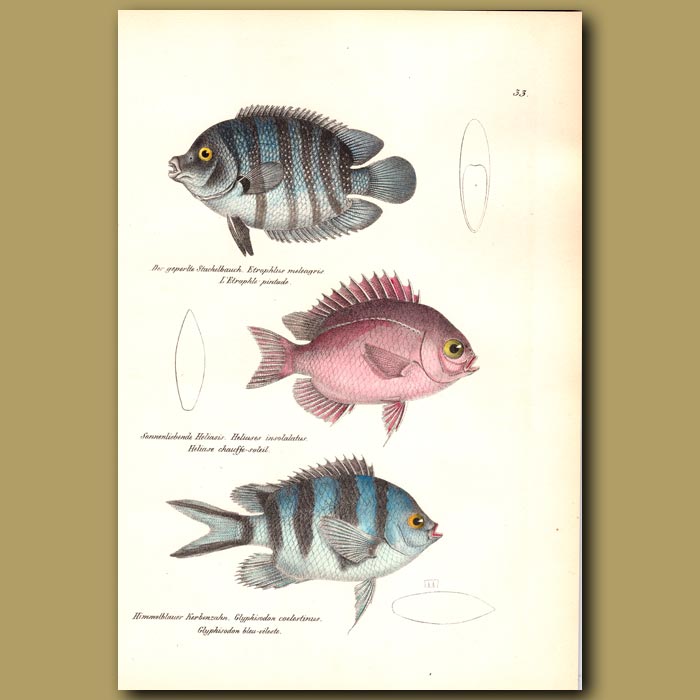 Green chromide cichlid scissortail sargeant genuine antique print for sale