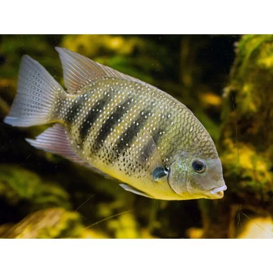 Green chromide cichlid rs