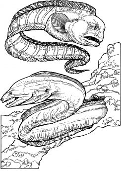 Wolf eel and green moray eel coloring page super coloring peixe desenho desenhos pãginas para colorir