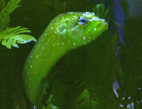 Green wolf eel â violet aquarium