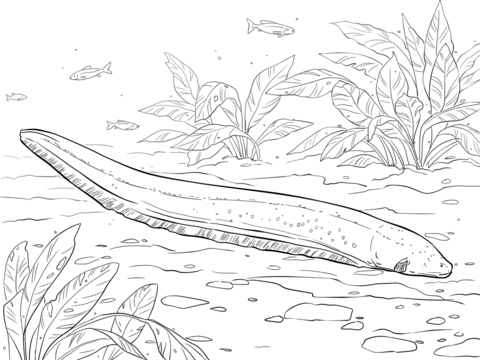 Electric eel coloring page free printable coloring pages