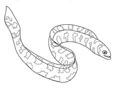 Eel coloring pages ideas coloring pages animal alphabet color