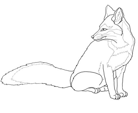 North american gray fox coloring page free printable coloring pages fox coloring page owl coloring pages coloring pages