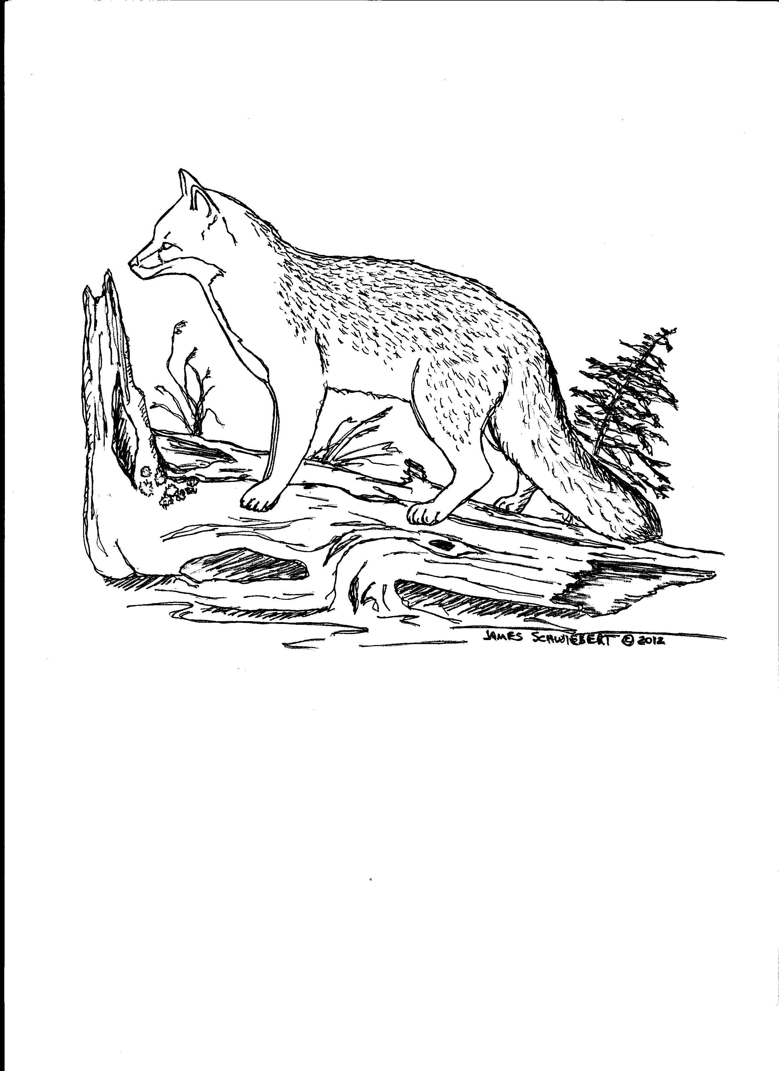 Grey fox coloring page fox coloring page cool coloring pages coloring pages