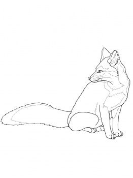 North american gray fox fox coloring page grey fox fox sketch