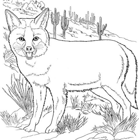 Grey fox coloring page free printable coloring pages