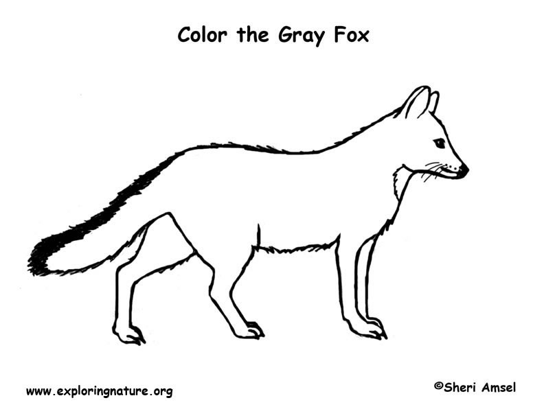 Fox gray coloring page